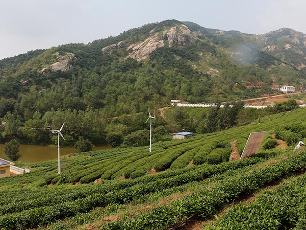 茶园展示